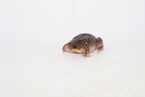 Mottled Shovel-nosed Frog