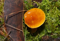 Austropaxillus