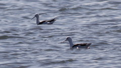 Cladorhynchus leucocephalus