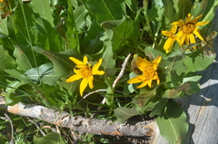 Wyethia amplexicaulis