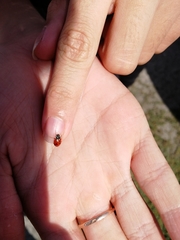 Hippodamia variegata