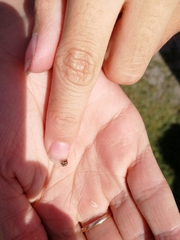 Hippodamia variegata