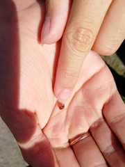 Hippodamia variegata