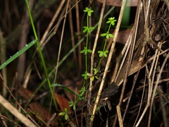 Galium leiocarpum