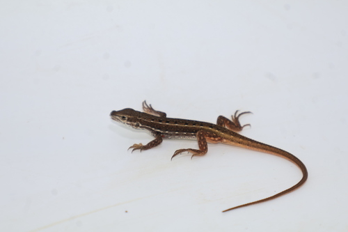 Common Rough-scaled Lizard