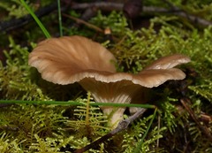 Singerocybe clitocyboides