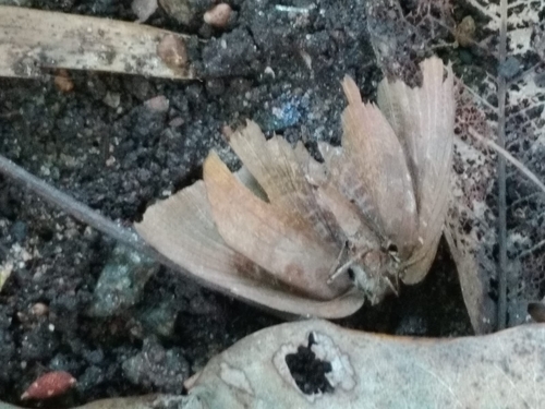 Photo of Dull Oak-blue (Arhopala centaurus)