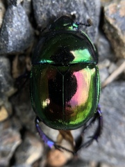Trypocopris pyrenaeus