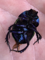 Trypocopris pyrenaeus