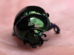 Trypocopris pyrenaeus