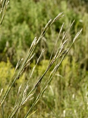 Andropogon hallii