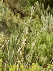 Andropogon hallii