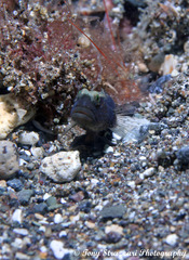 Cryptocentrus fasciatus