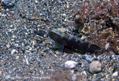 Cryptocentrus fasciatus