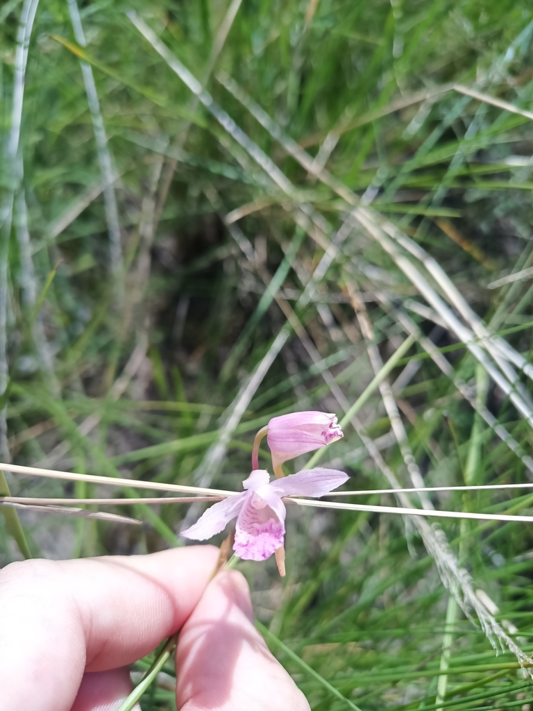 Galeandra styllomisantha