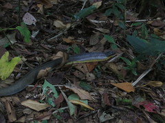 Phrynonax poecilonotus