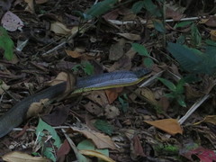 Phrynonax poecilonotus