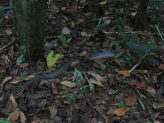 Phrynonax poecilonotus