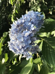 Hydrangea macrophylla