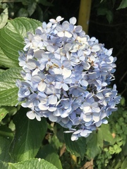 Hydrangea macrophylla