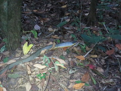 Phrynonax poecilonotus