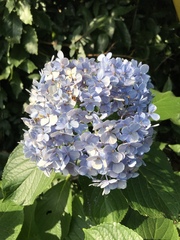 Hydrangea macrophylla