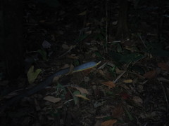 Phrynonax poecilonotus