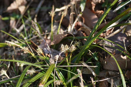 Carex multifolia iNat (1)