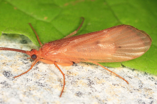 Pycnopsyche lepida thumbnail
