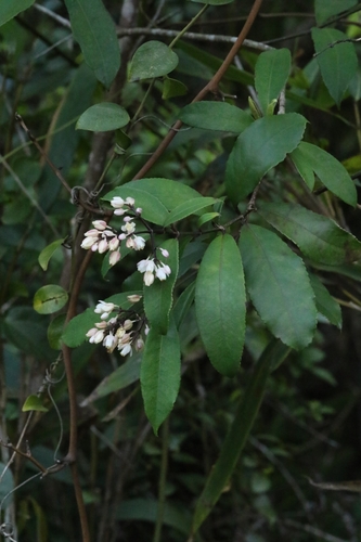 Image of Staphylea arguta by no rights reserved