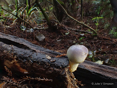 Clavogaster