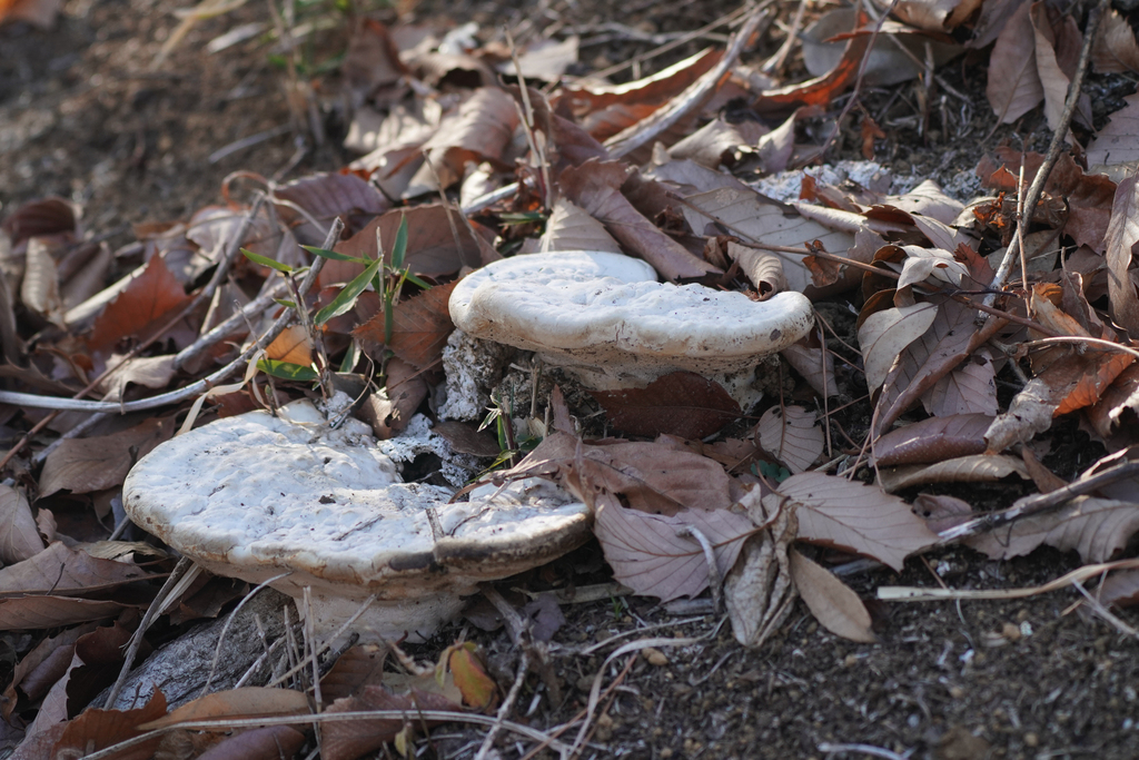 Trametes orientalis · March 2025 · photo: © tbc_watanabe (iNaturalist, cc-by)