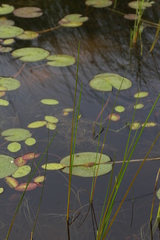 Schoenoplectus torreyi