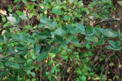 Rubus pascuus