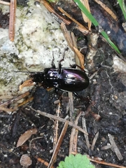 Pterostichus burmeisteri