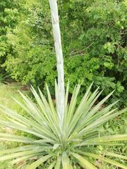 Agave rhodacantha