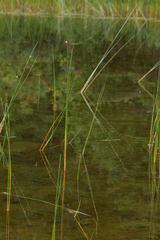 Schoenoplectus torreyi