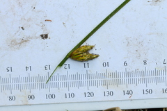 Schoenoplectus torreyi