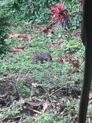 Dasyprocta fuliginosa