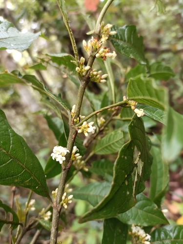 Pauridiantha paucinervis