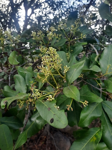 Walsura trifoliolata observed 2025-03-20