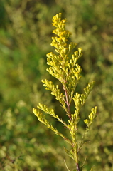 Solidago × niederederi