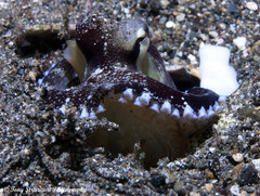 Amphioctopus
