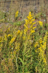 Solidago × niederederi