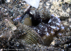 Amphioctopus