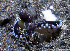Amphioctopus