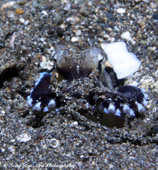 Amphioctopus