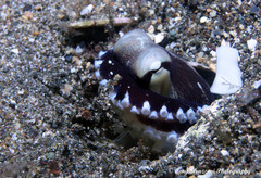 Amphioctopus