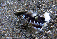 Amphioctopus