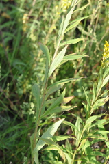 Solidago × niederederi